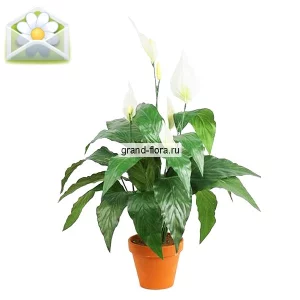 Спатифиллум